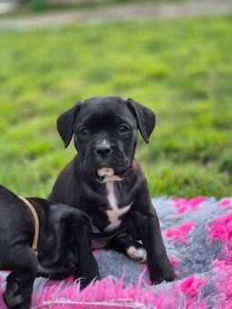 Cane corso s PP