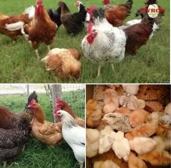 Ponúkame kuriatka vakcinovane trojdňové cena 1,40e