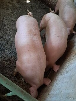 Predám
