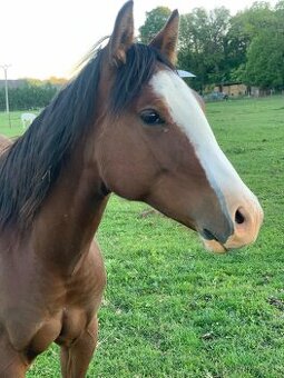 Qh