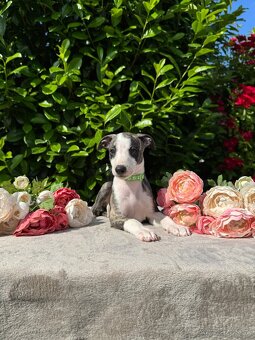 Whippet s PP