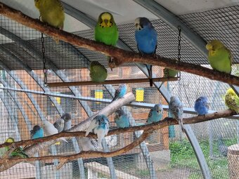 ,korela , andulka ,penalty, rozela ,kanárik