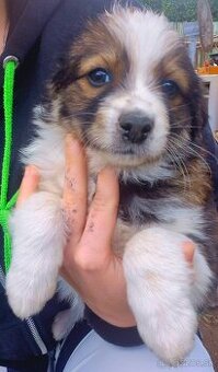 Predám mix corgi x bordelkolia