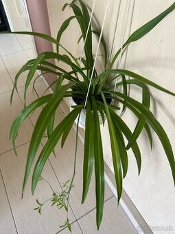 Zelenec spyder Chlorophytum