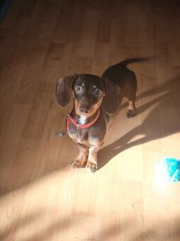 Jazvečík králiči