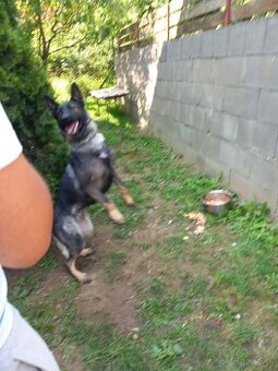 Predám šedu,7,mesačnú sučku NO