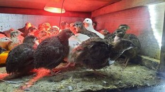 Predám prepelice japonské