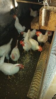 Predám kohuty leghorn