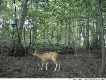 Fotopast HC900 PRO - foto + zive video v mobile