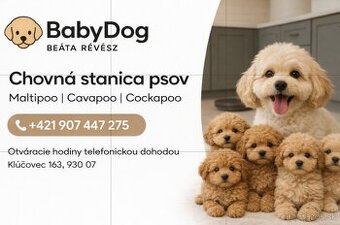 Maltipoo cavapoo Cockapoo