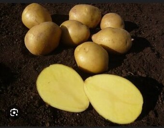 Predám zemiaky odrody Megan a Soraya