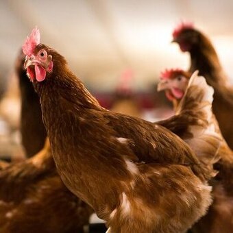 Mladky nosnice z dovozom