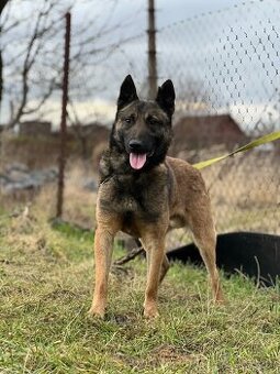 Belgicky ovčiak s PP