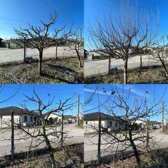 Strihanie, orez stromov a kríkov