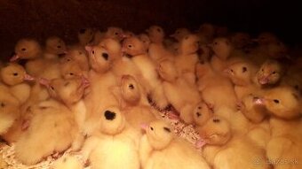 Kačky, husokačky a husi.