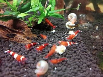 Red Ruby krevetky