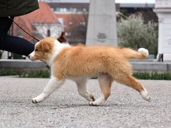 Border Kólia s PP / Border Collie