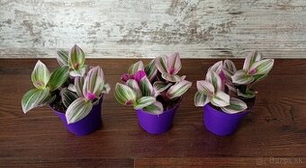 Tradescantia albiflora "Nanouk" – 5,50€