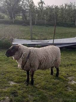 Suffolk baran
