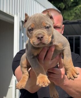 American bully xl, pitbull xxl merle tricolor