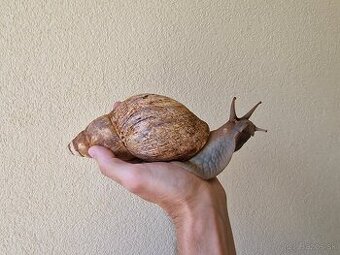 Darujem africkeho slimaka Achatina reticulata