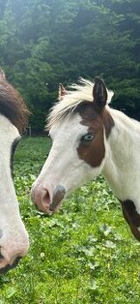 paint horse