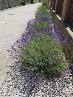 Levandula
