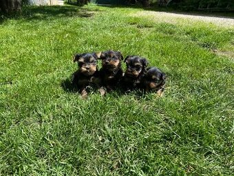 Yorkshire terrier , York, Jorkšír,Yorkshir