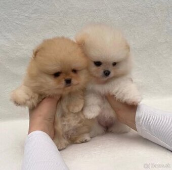 Pomeranian - trpasličí špic