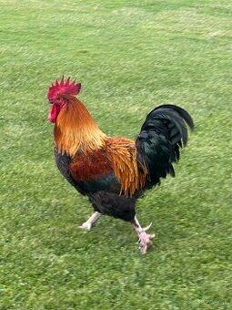 Kohút Marans