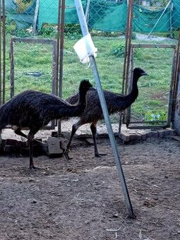 Predám pštrosy Emu