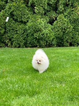 Pomeranian s PP FCI