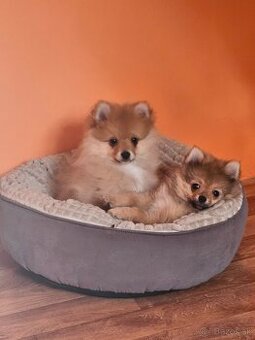 Predám šteniatka Nemeckého trpasličieho špica oranžoveho