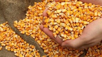 Predám kukuricu susenu čistenu 30 € 100kg