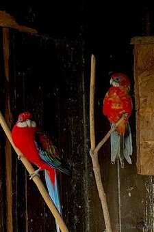 Rozela pestrá červená