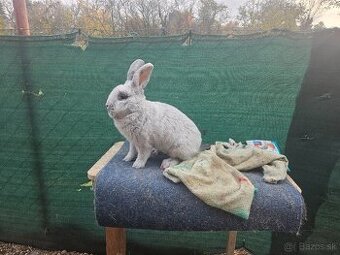 Predám králiky veľký svetlý strieborný