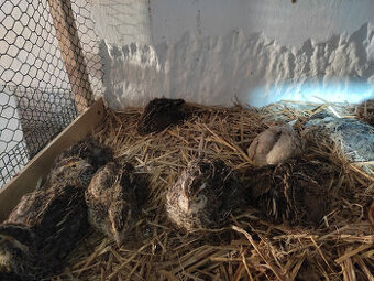 Prepelice na chov - 1