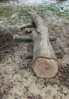 Predám orechový kmeň