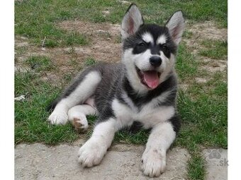 Kúpim šteniatko Aljašský malamut iba PSIKA