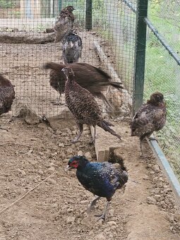 Predám bažanty Tenebrozy