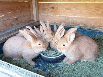 Predám Burgundske králiky