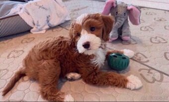 Šteniatka Golden Doodle na adopciu.