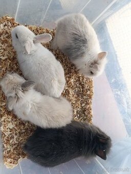 Zakrslý przajačik,zajko,zajac