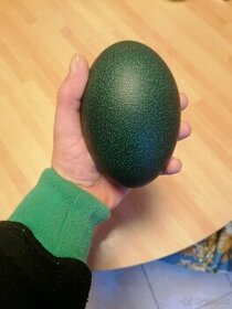 Pštrosie vajcia - 1