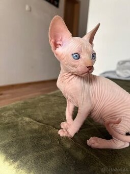 Sphynx mačiatko