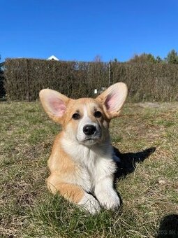 Welsh corgi pembroke