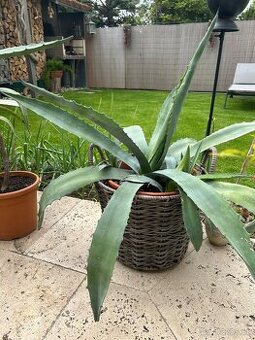 Agave v ozdobnom ratanivom crepniku/celk. výška 110cm