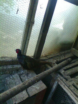 Predam bazanta Tenebroz