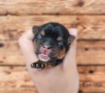 Yorkshire terrier psík
