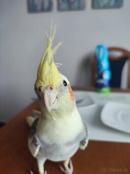 Korela